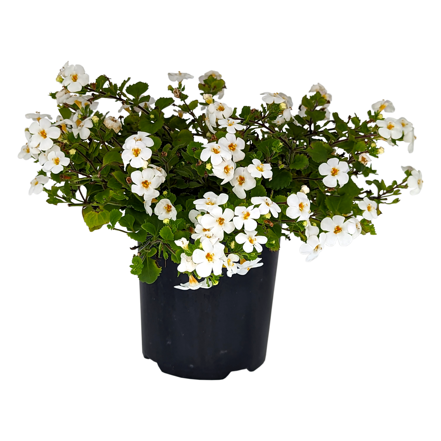 small white flowering trailing bacopa in pot 
