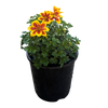 Bidens ferulifolia - Burr Marigold Yellow/Red, 140mm