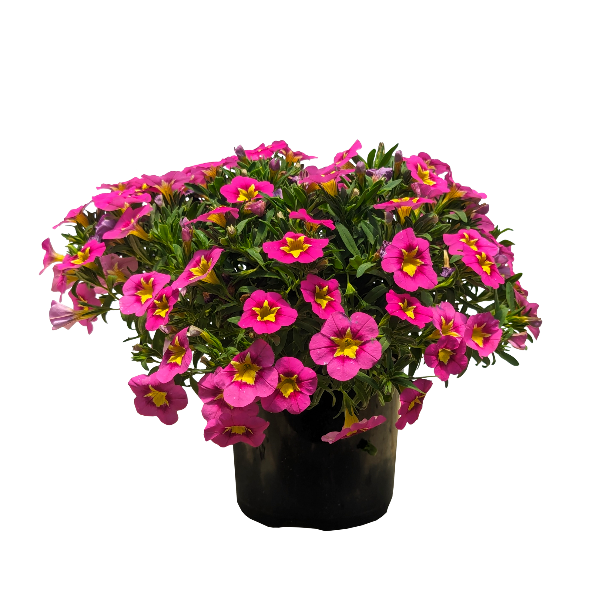 Calibrachoa Starjump - pink