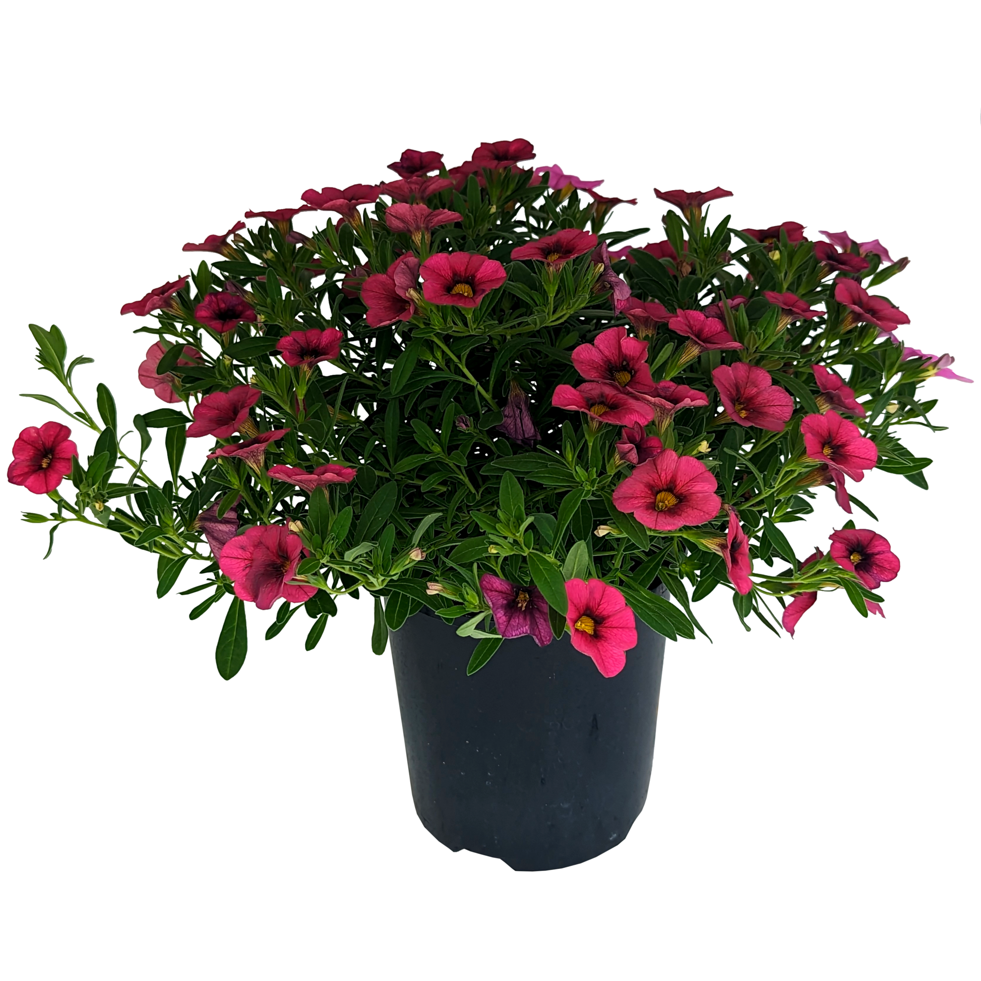 Calibrachoa Red