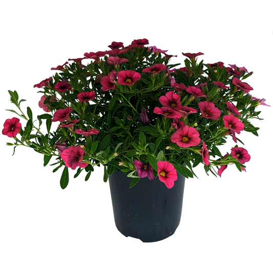 Calibrachoa Red