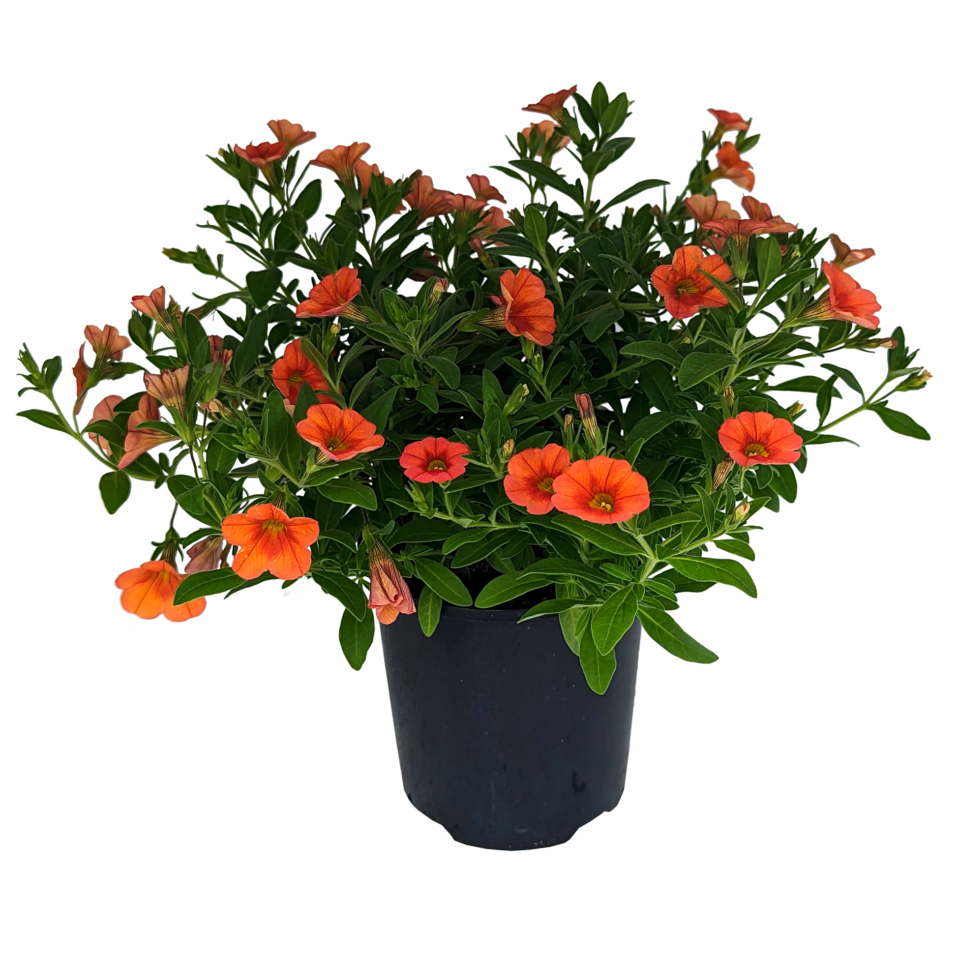 Calibrachoa Orange