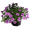 Calibrachoa Double Purple