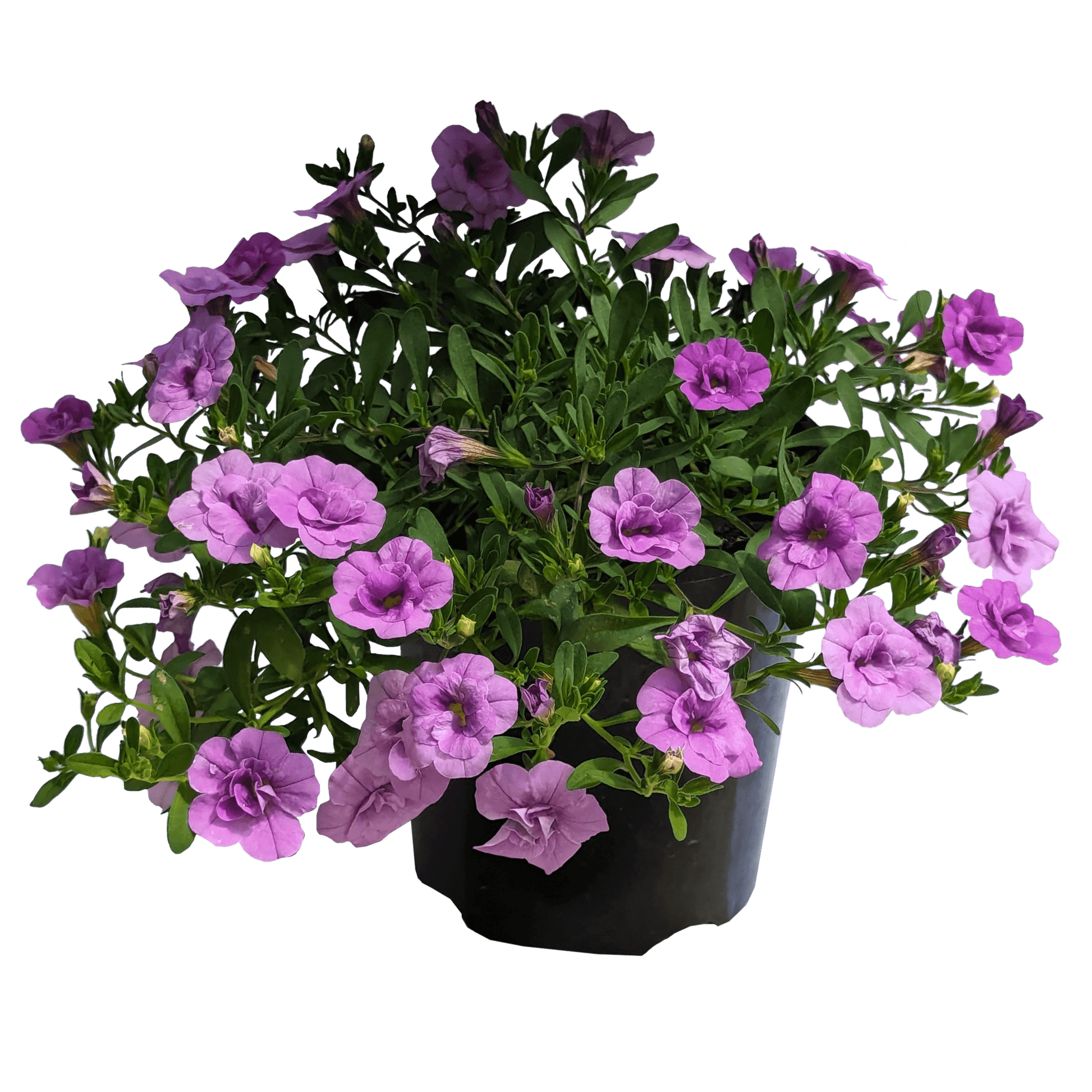 Calibrachoa Double Purple