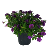 Purple Calibrachoa 125mm pot