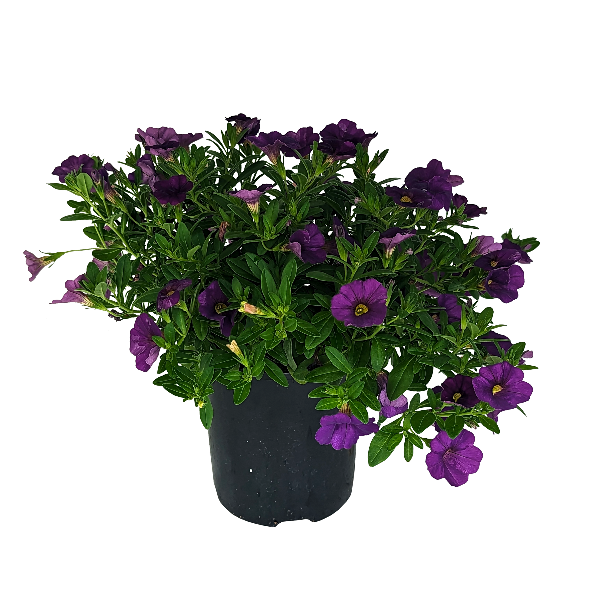 Calibrachoa Purple