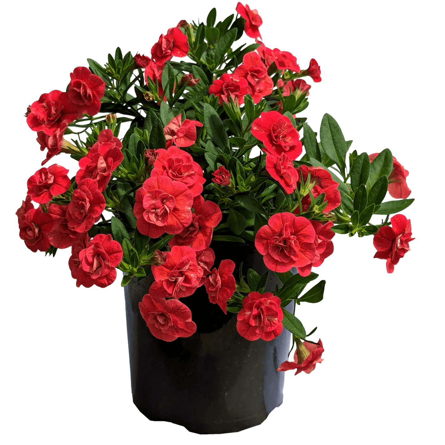 Calibrachoa Double Red