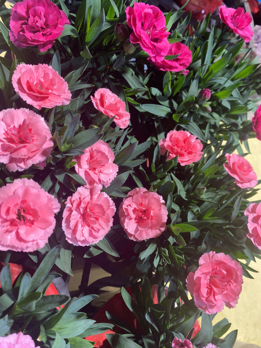 Buy Online Plants Australia | Online Plant Shop – Our Plant Shop