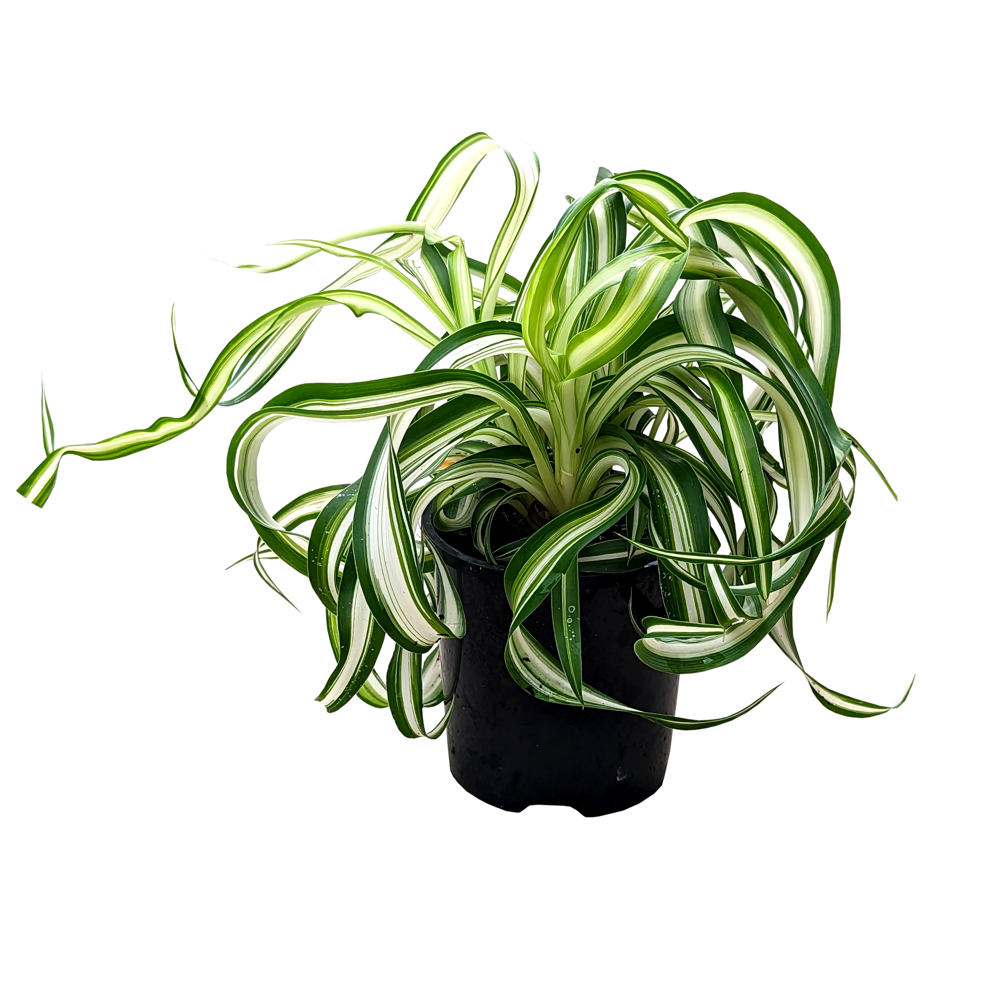 Variegated curly foliage chlorophytum in 100mm pot