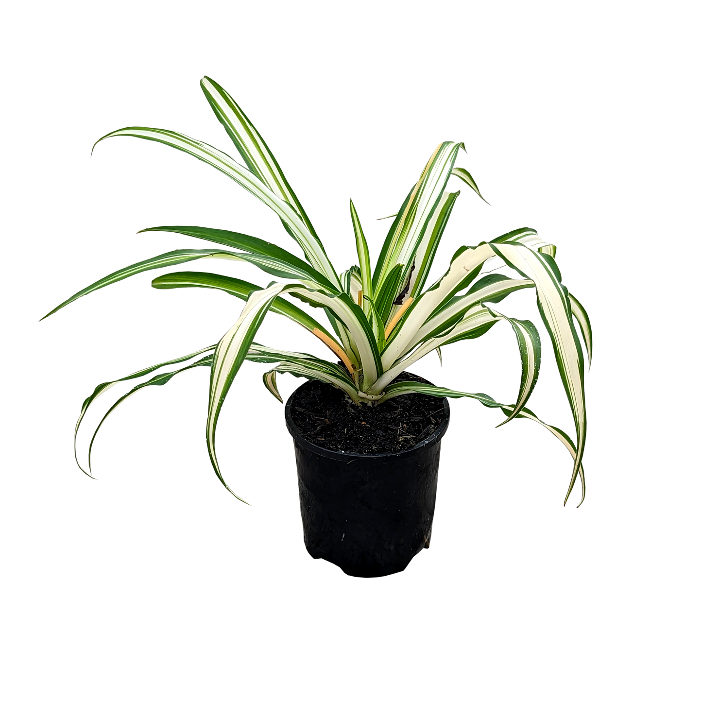 Chlorophytum Straight