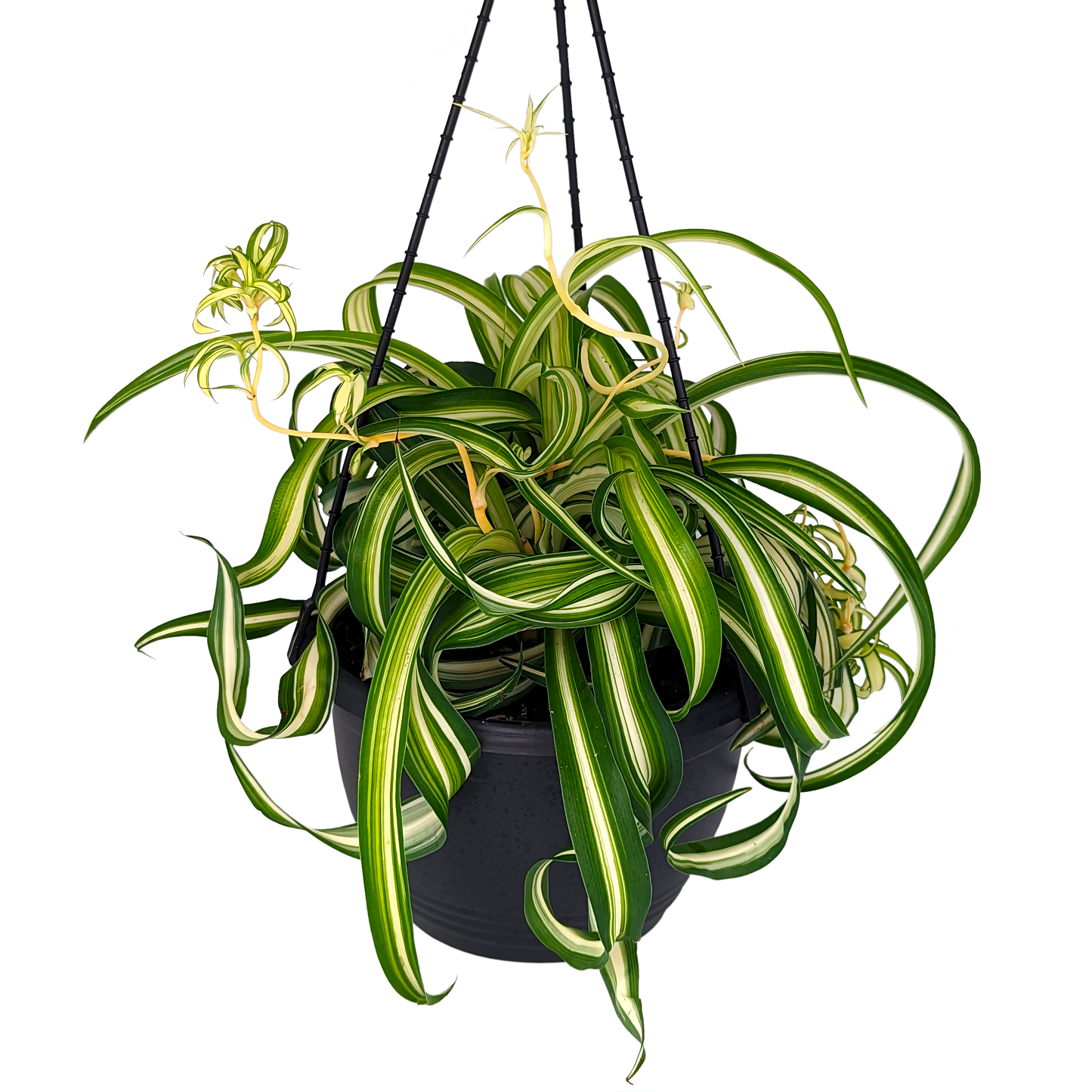 Variegated curly foliage chlorophytum in hanging basket 