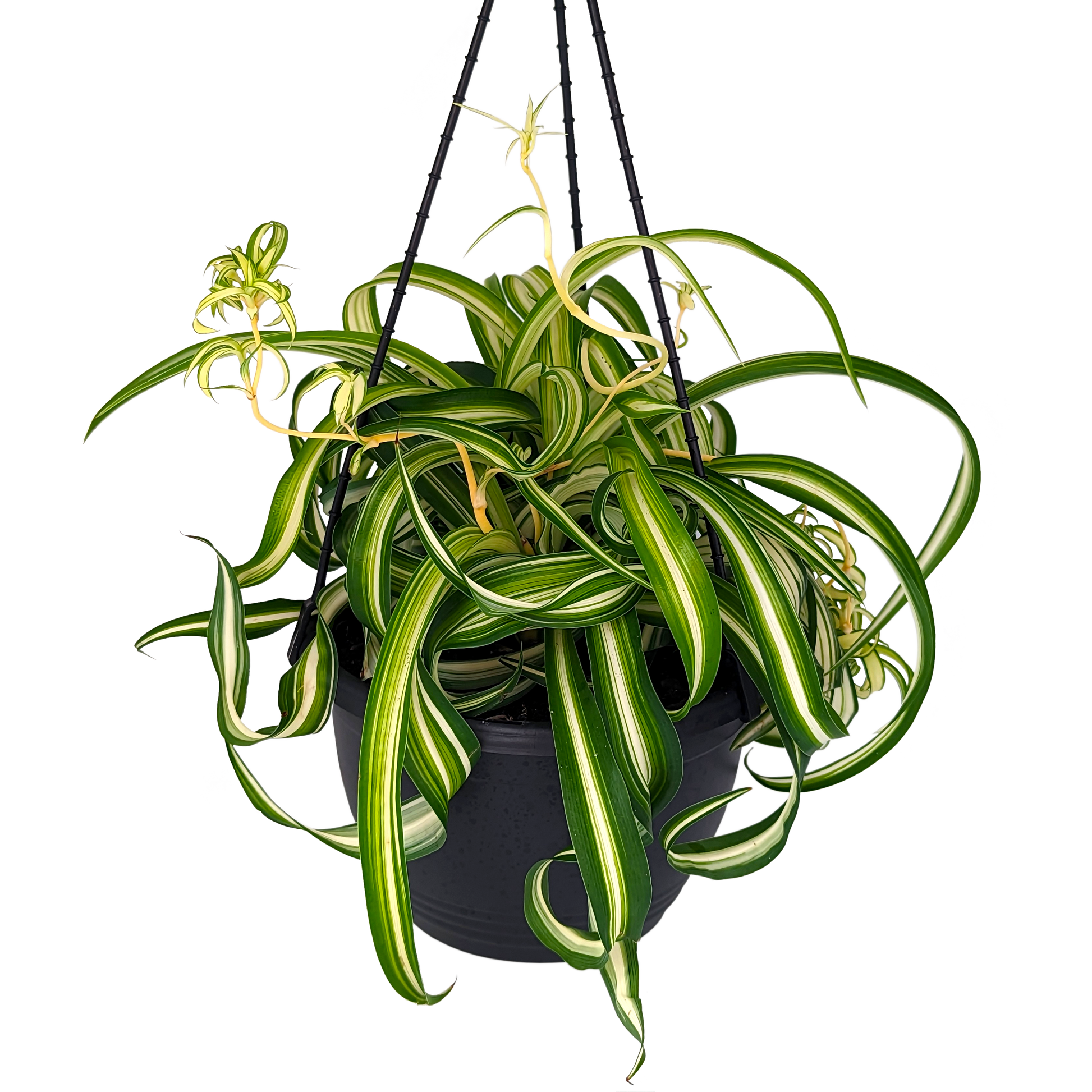 Variegated curly foliage chlorophytum in hanging basket 