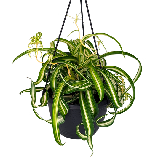 Variegated curly foliage chlorophytum in hanging basket 