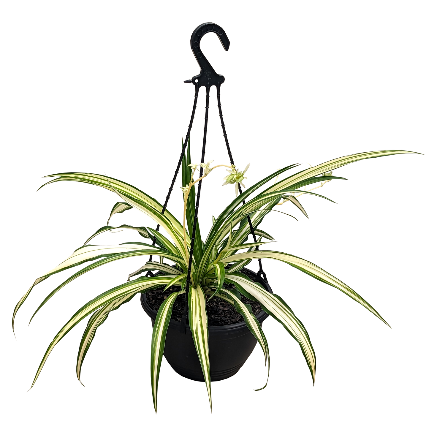 Chlorophytum Straight