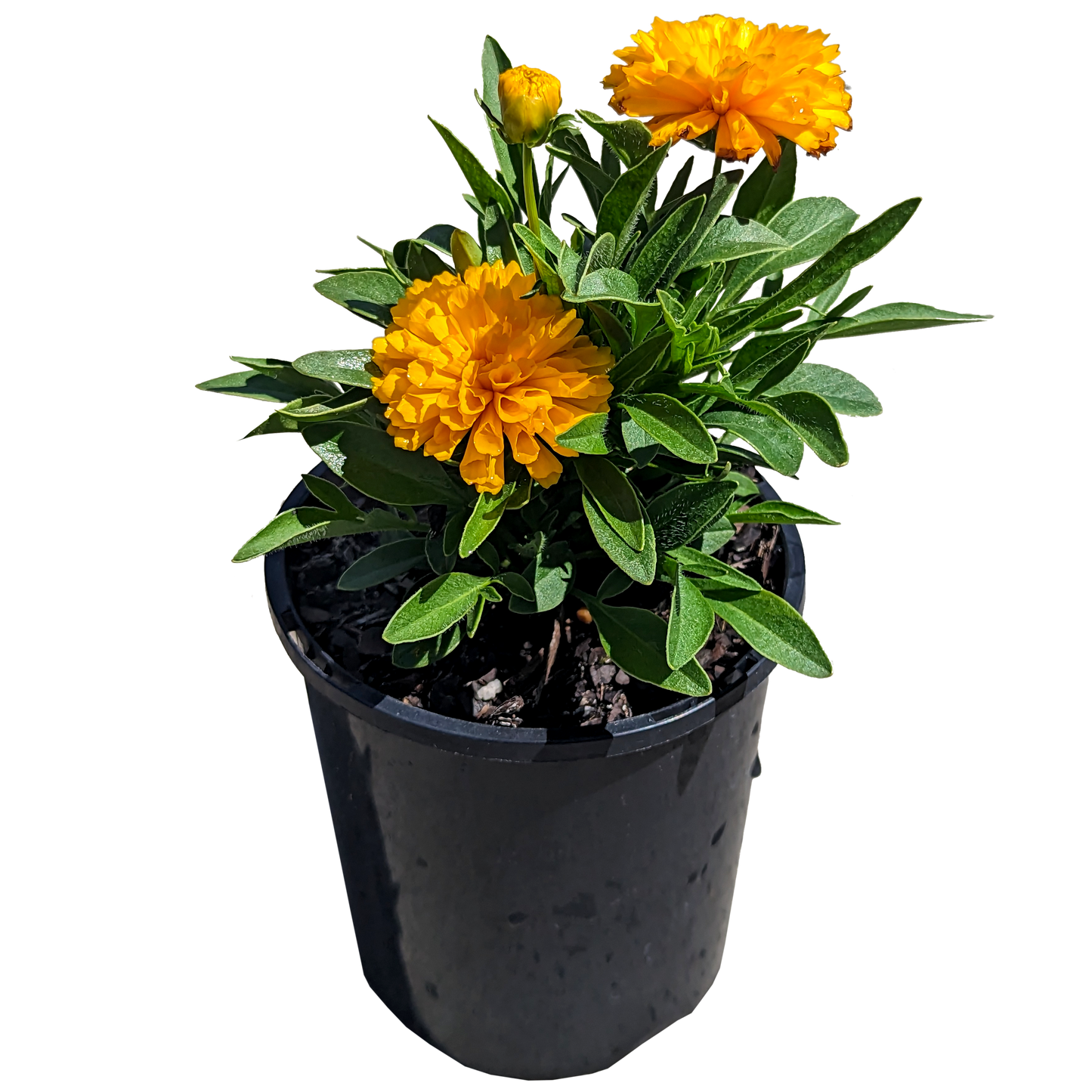 yellow sphere orb coreopsis 