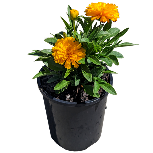 yellow sphere orb coreopsis 