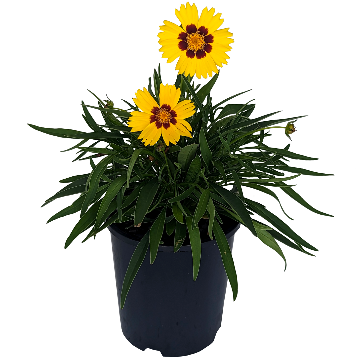 yellow and red two tone coreopsis 
