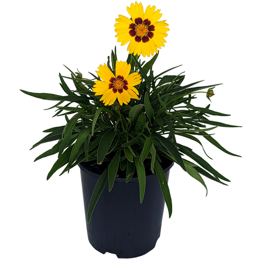 yellow and red two tone coreopsis 