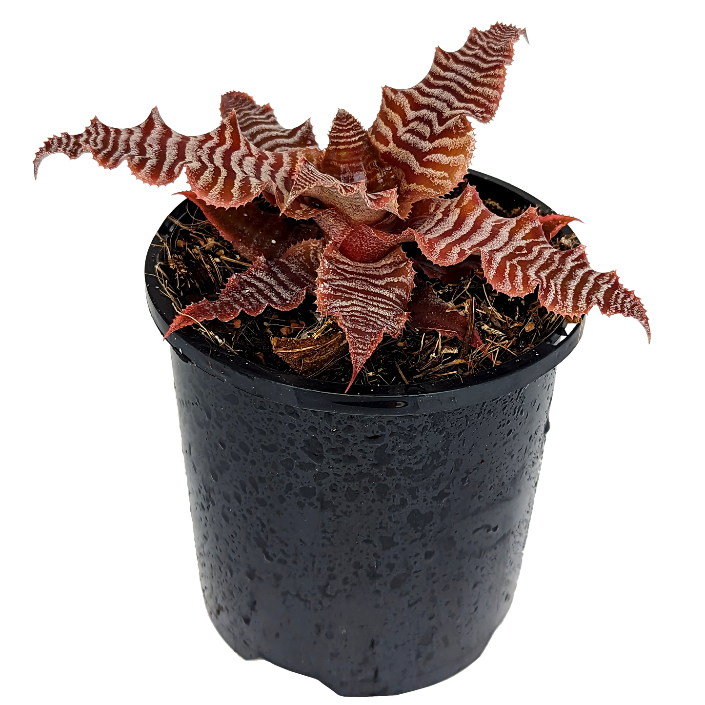 Cryptanthus zonatus - Earth Star