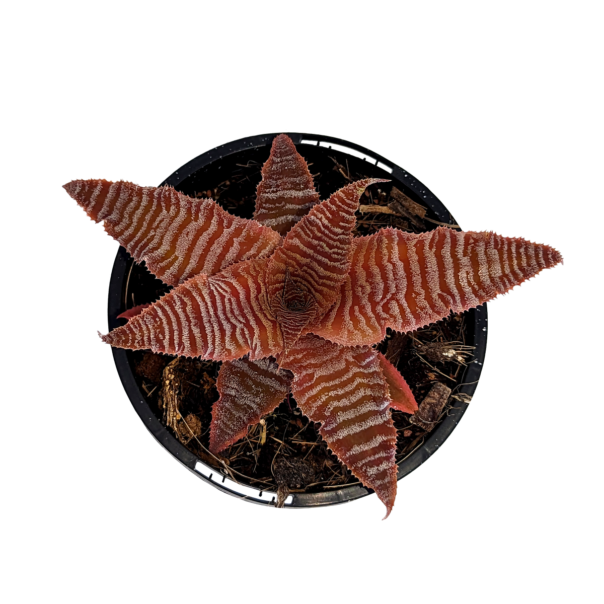 Cryptanthus zonatus - Earth Star 100mm