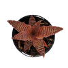 Cryptanthus zonatus - Earth Star