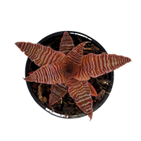 Cryptanthus zonatus - Earth Star