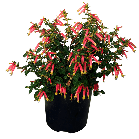 Cuphea Honeybells 125mm