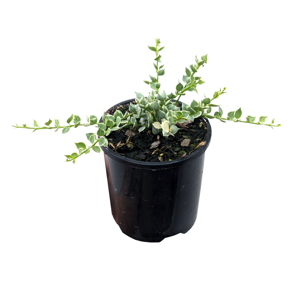 Dischidia ruscifolia - Million Hearts Plant | Our Plant Shop