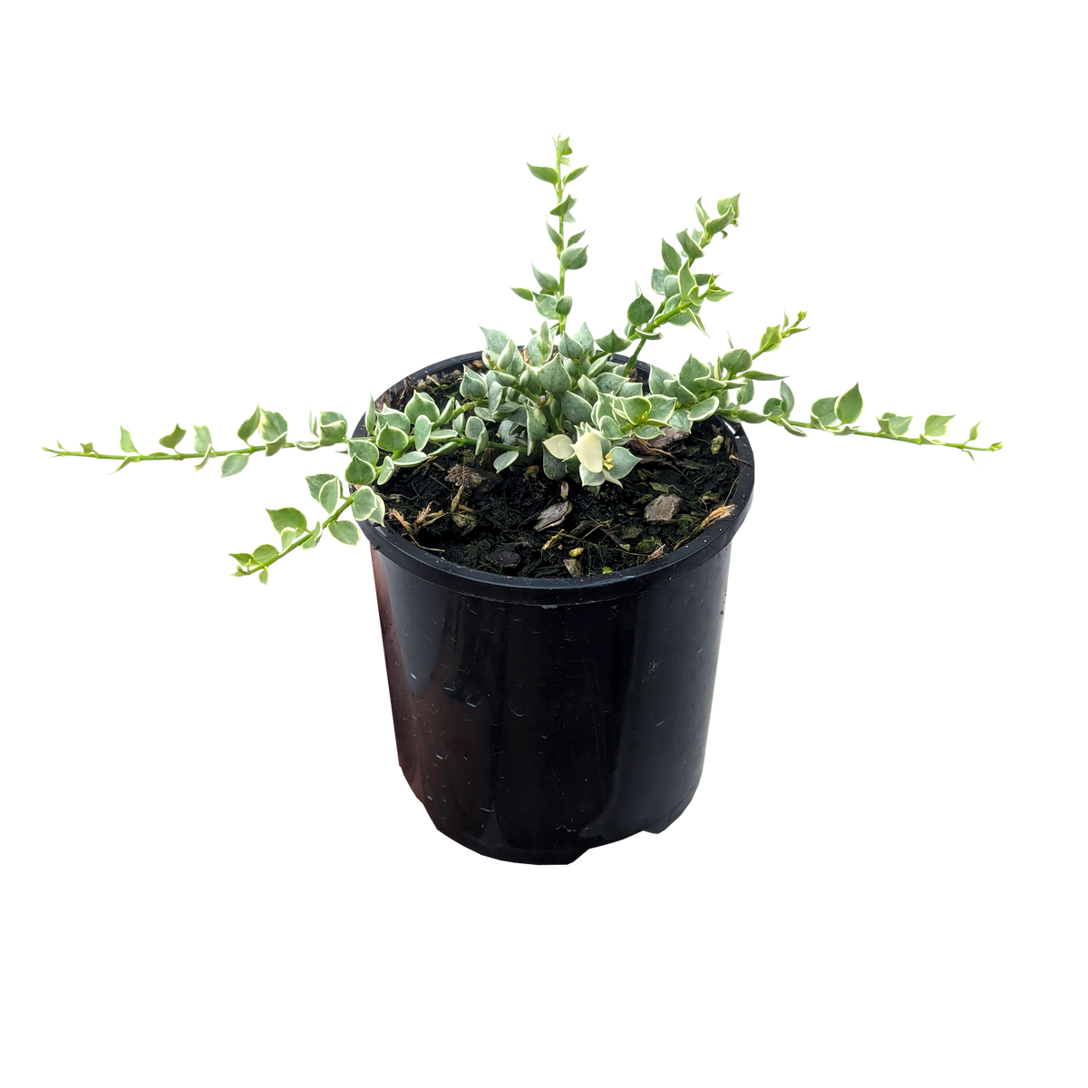 Dischidia ruscifolia variegata - Million Hearts Plant