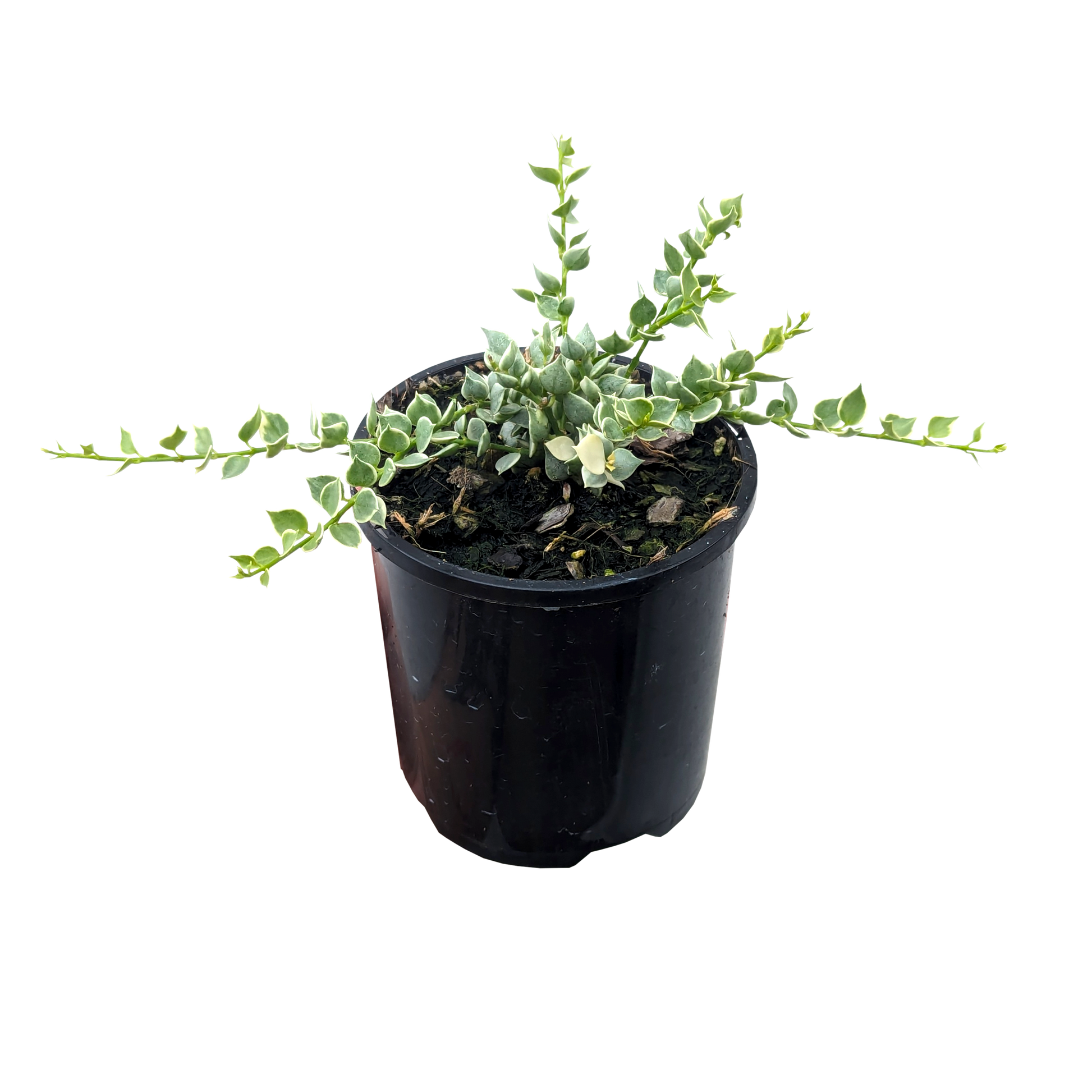 Trailing spade shaped foliage succulent with blue/green leaves with white edges in pot.
