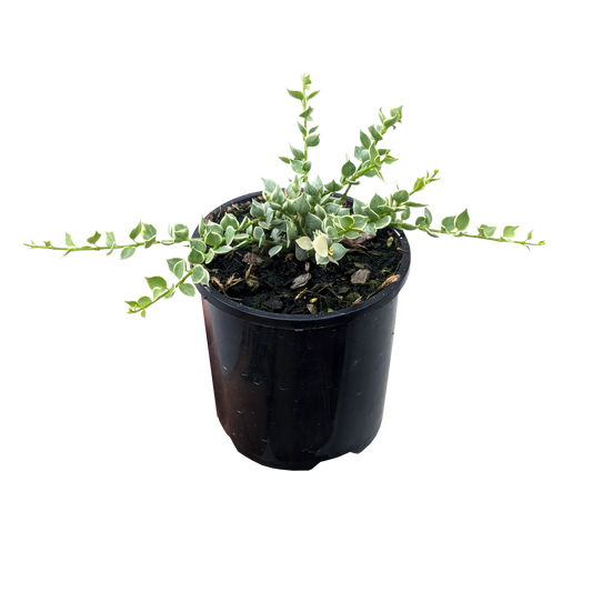Trailing spade shaped foliage succulent with blue/green leaves with white edges in pot.