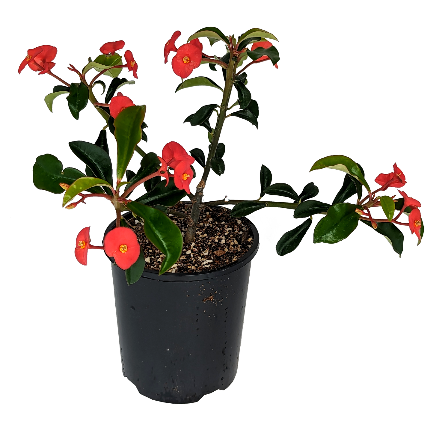 spineless euphorbia geraldii, with green foliage and red flowers. 