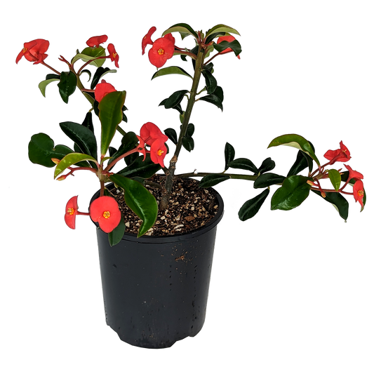 spineless euphorbia geraldii, with green foliage and red flowers. 