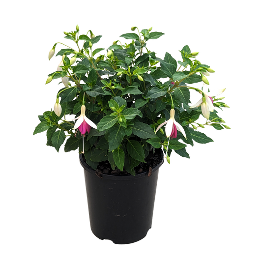 Fuchsia plum