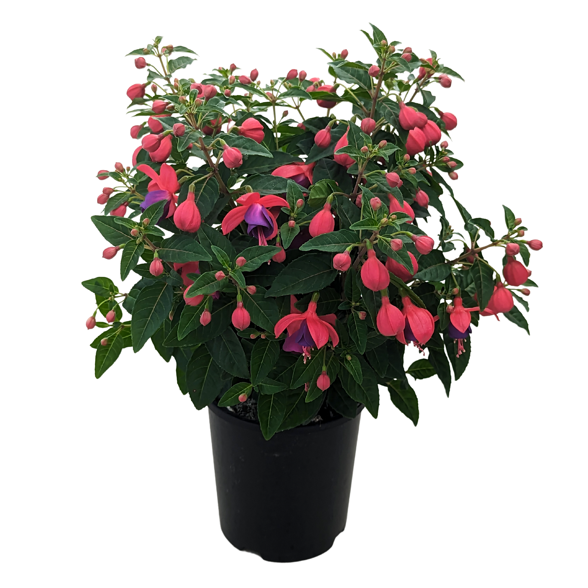 Fuchsia purple