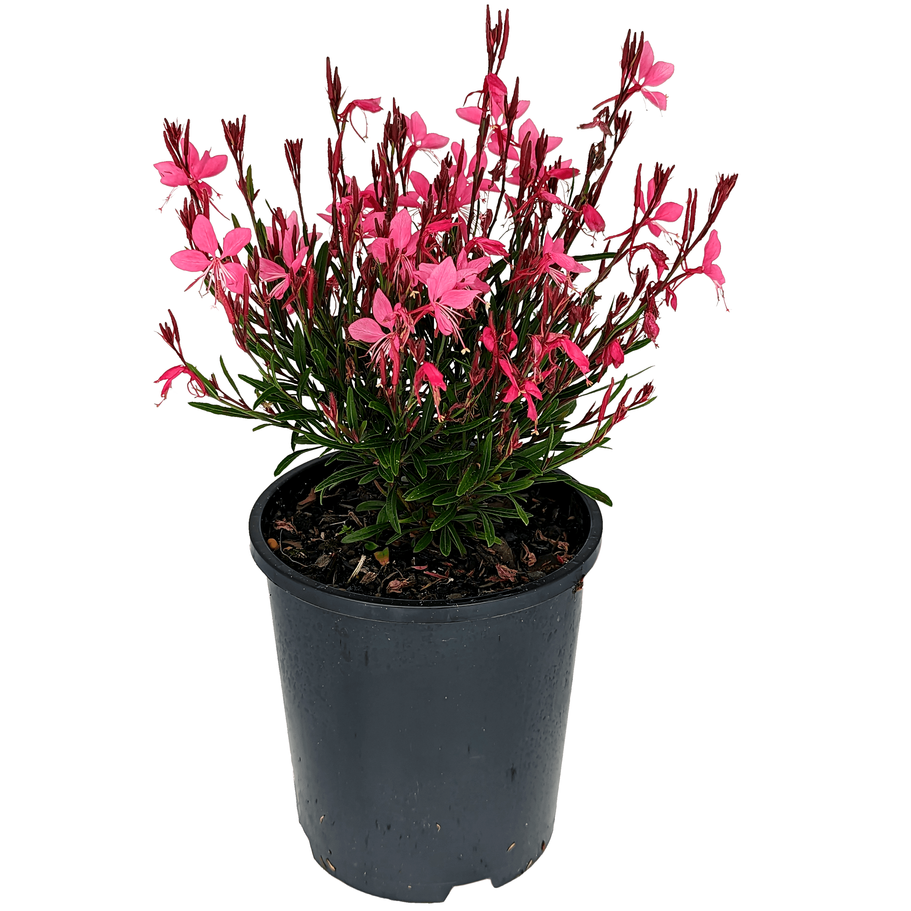 Pink Gaura