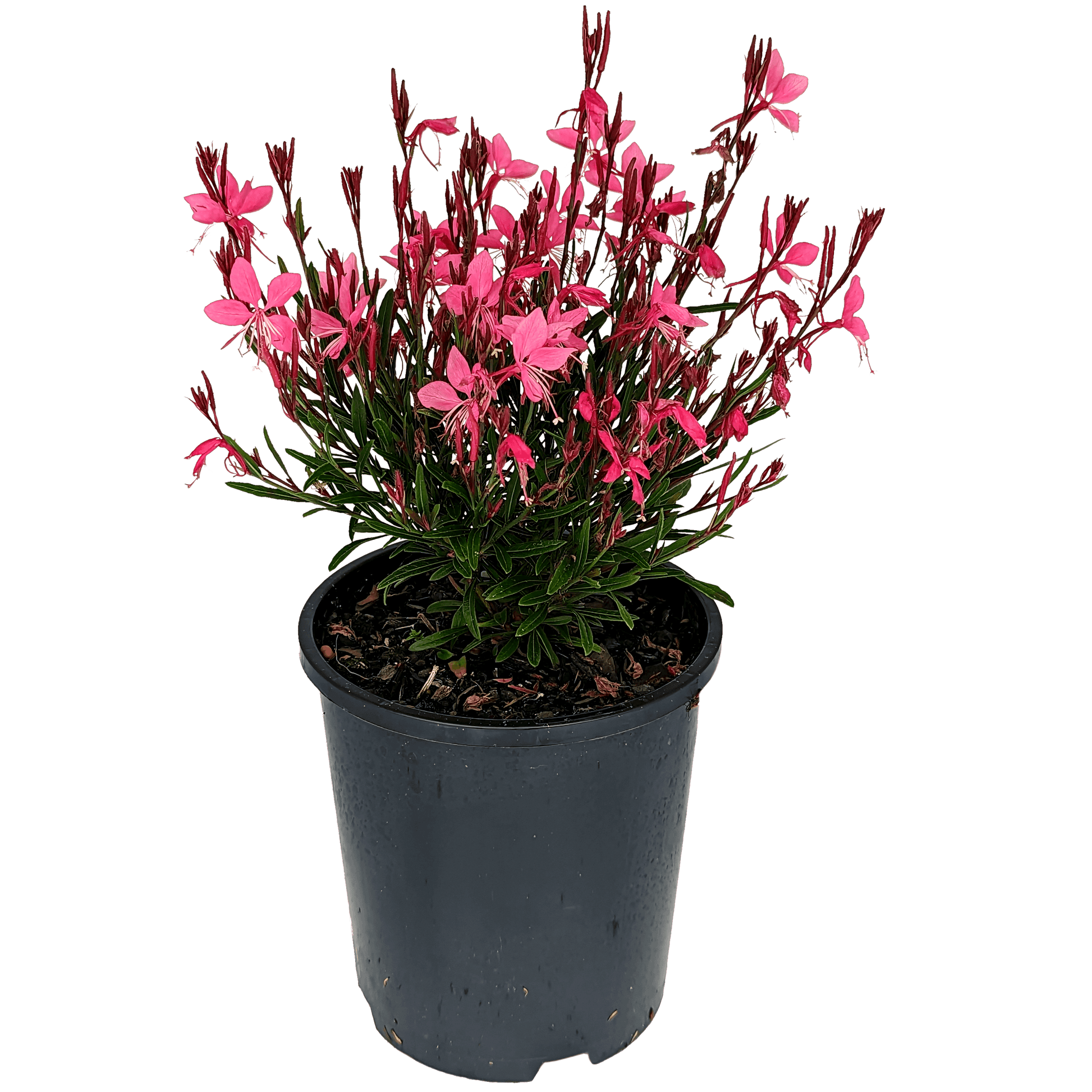 Gaura - Butterfly Bush Pink
