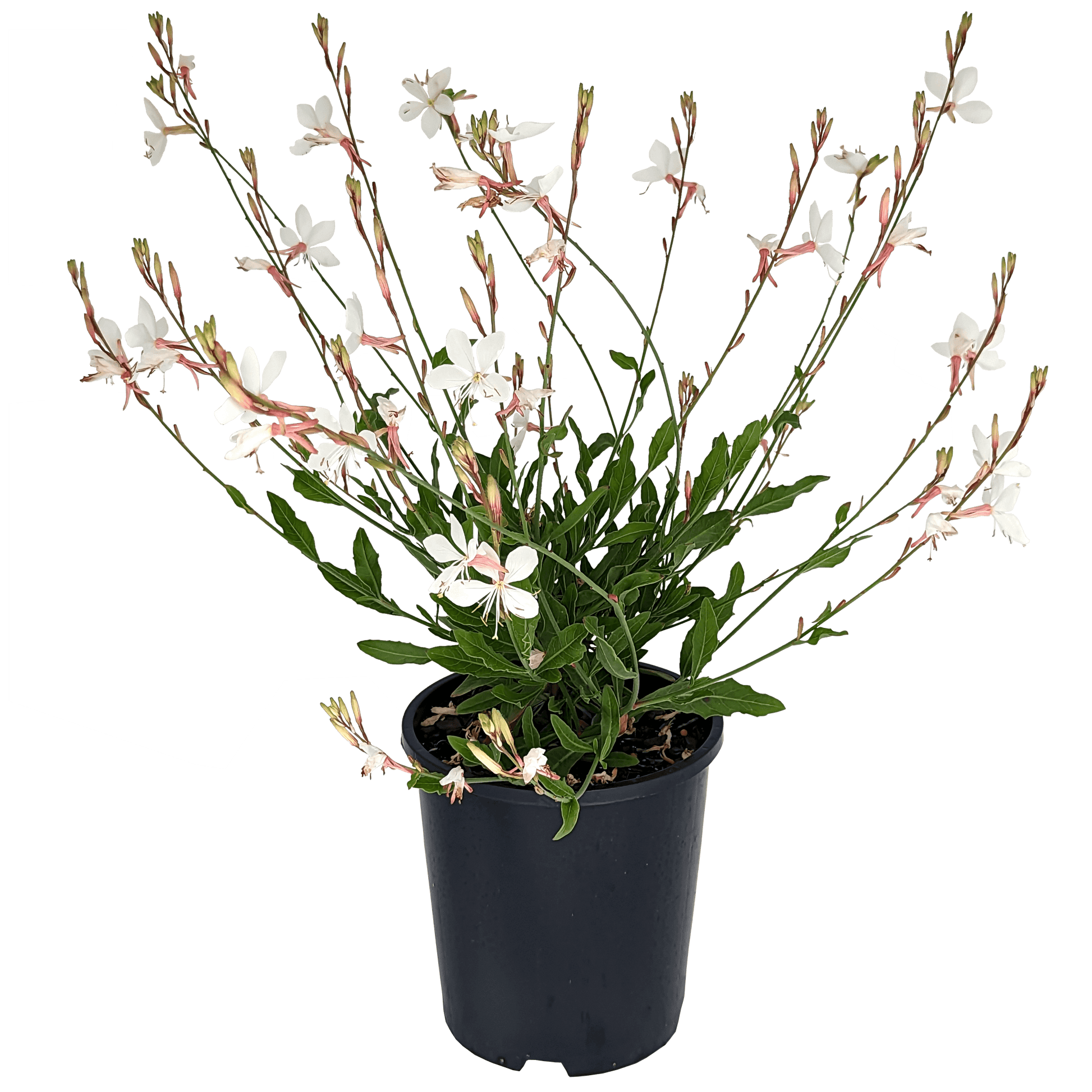 Gaura - Butterfly Bush White