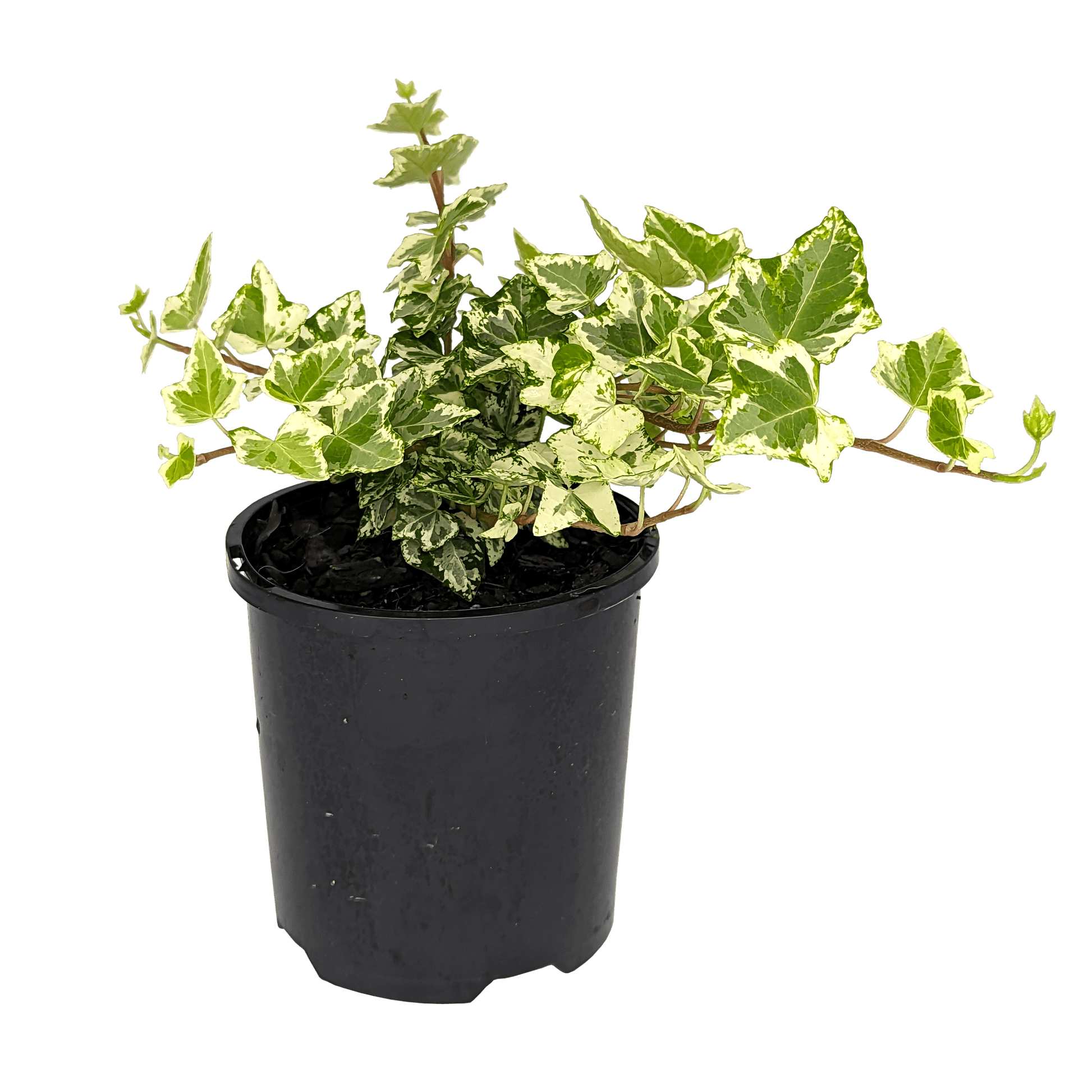 Hedera helix - Camouflage Ivy 100mm