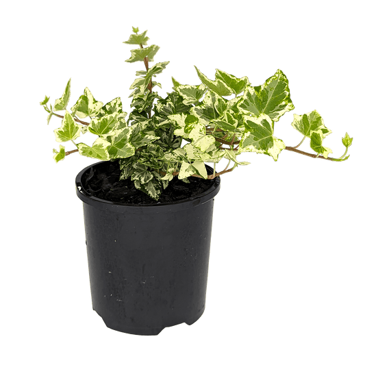 Hedera helix - Camouflage Ivy 100mm