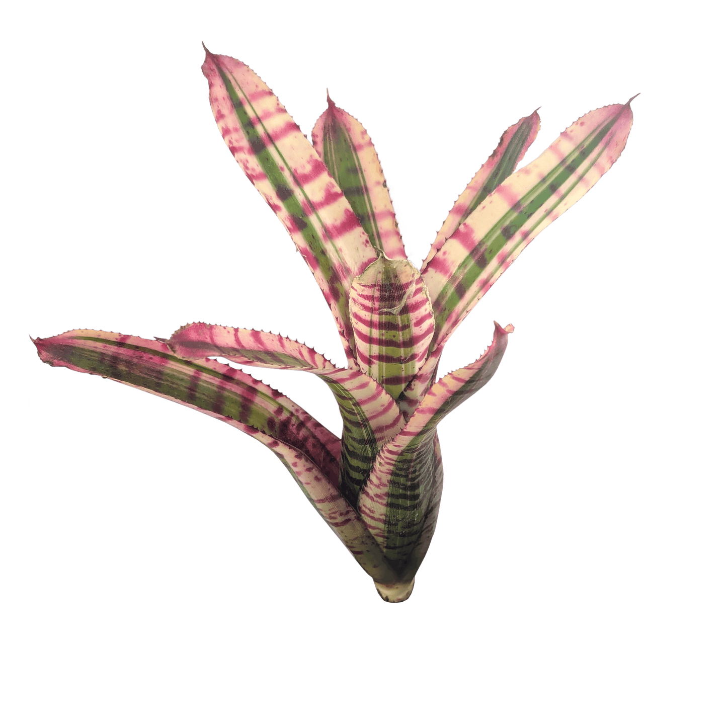 Neoregelia Wild Child Pup