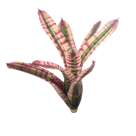 Neoregelia Wild Child Pup