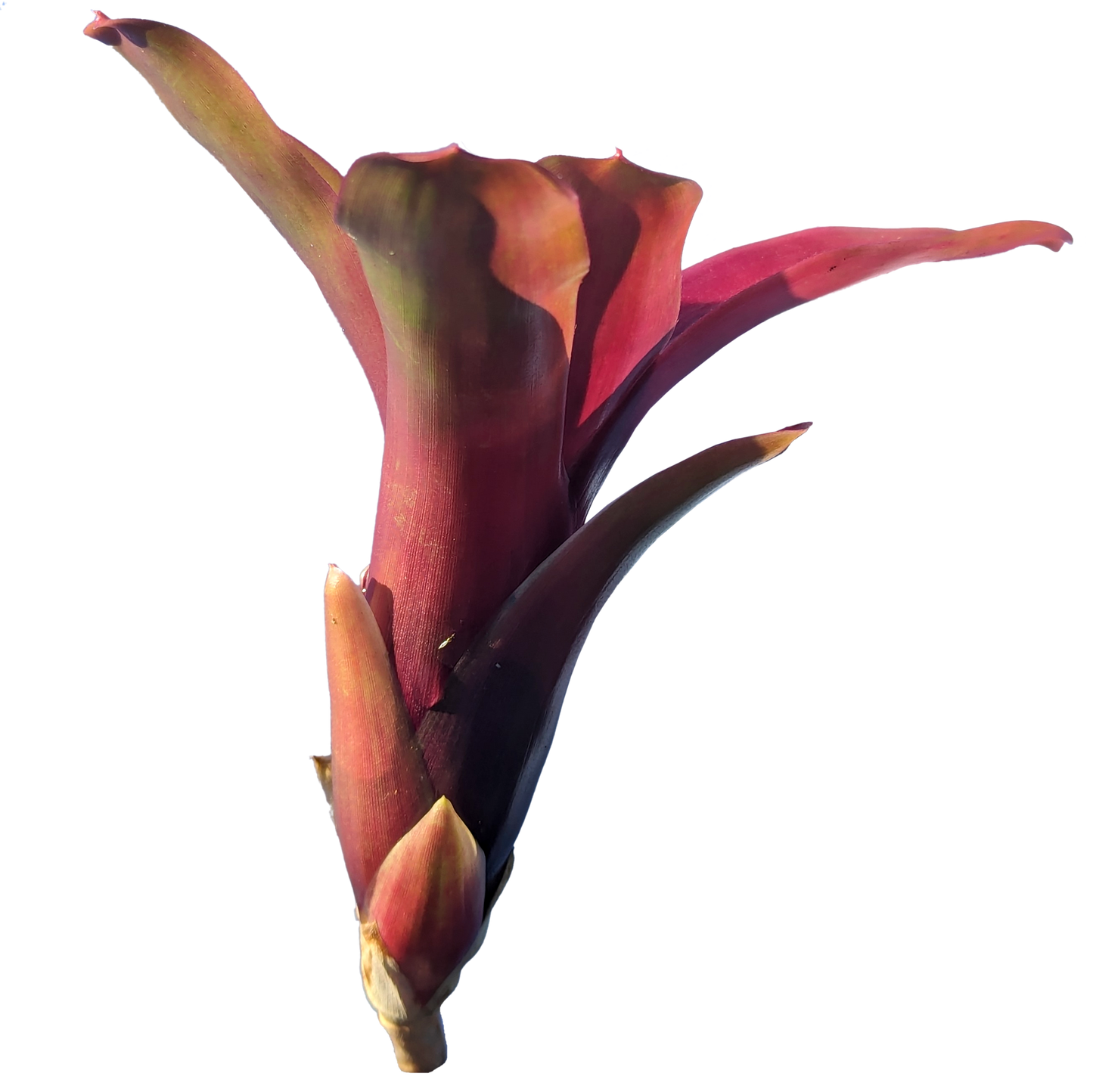 Neoregelia Fireball X pup