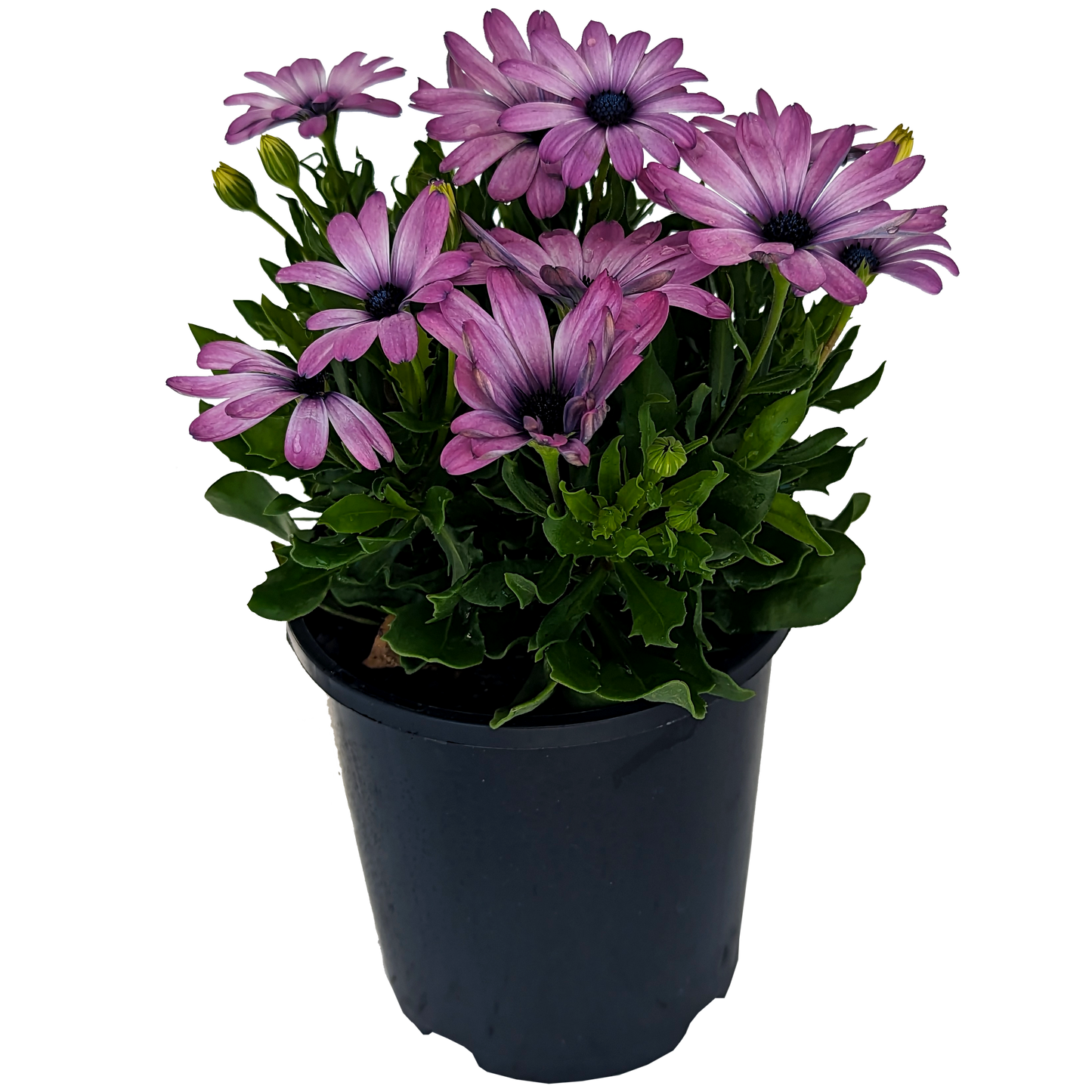 purple flower osteospermum african daisy.