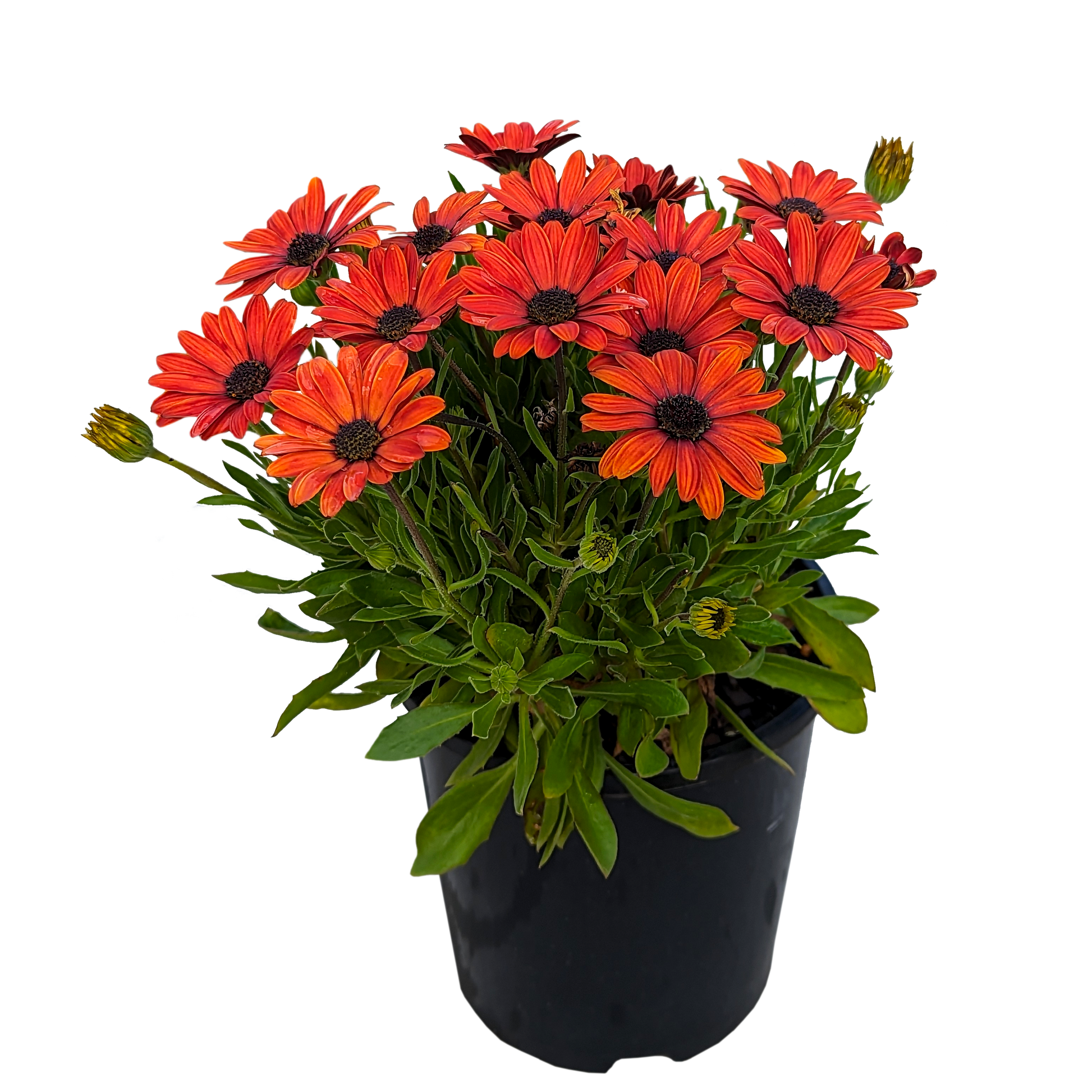 deep orange osteospermum african daisy