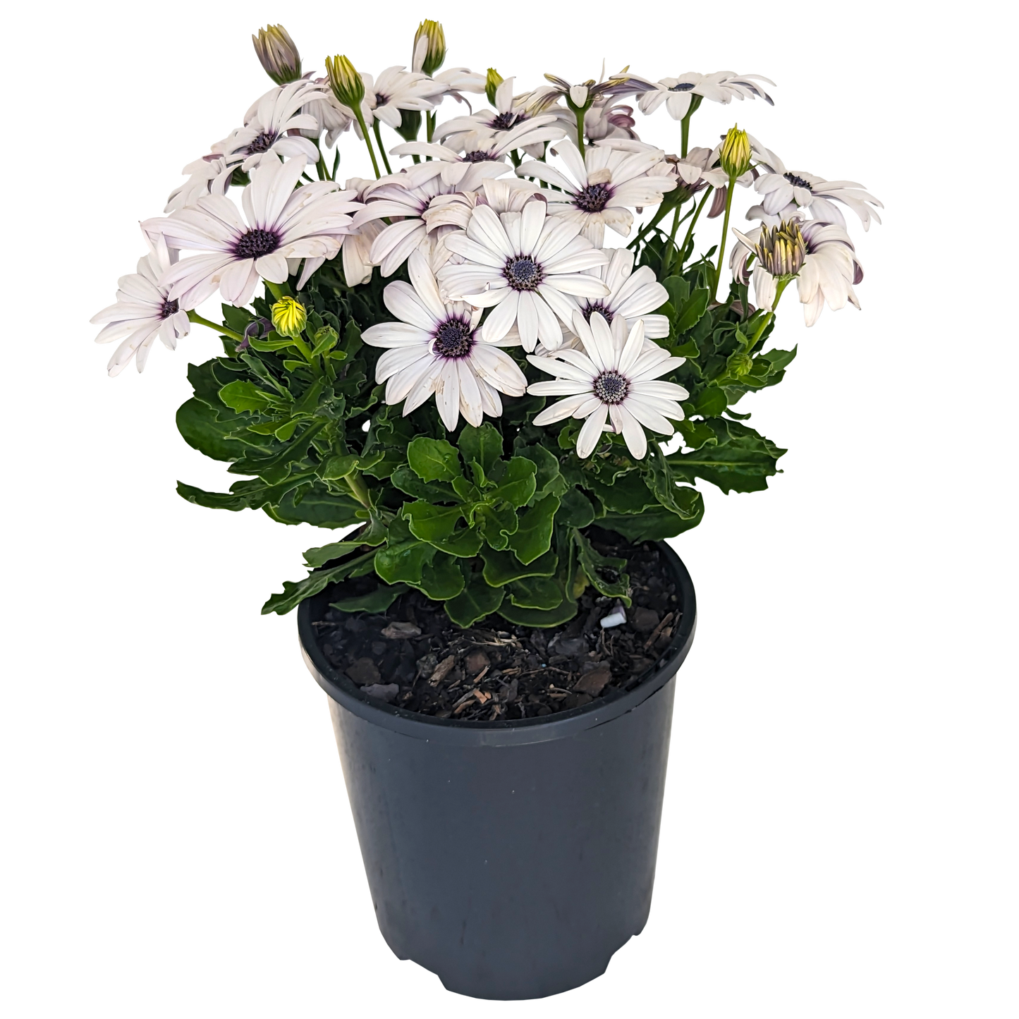 white flower osteospermum african daisy