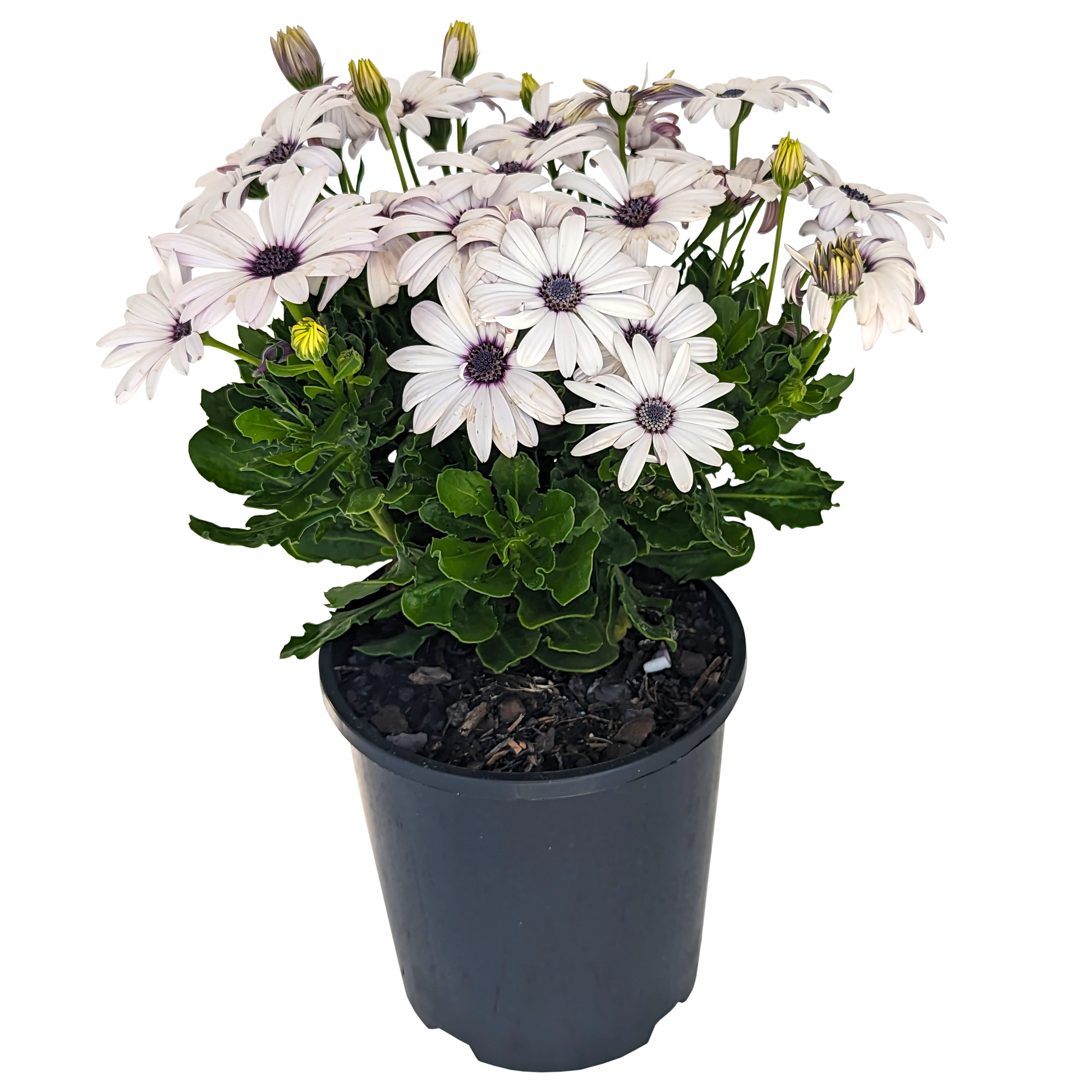white flower osteospermum african daisy