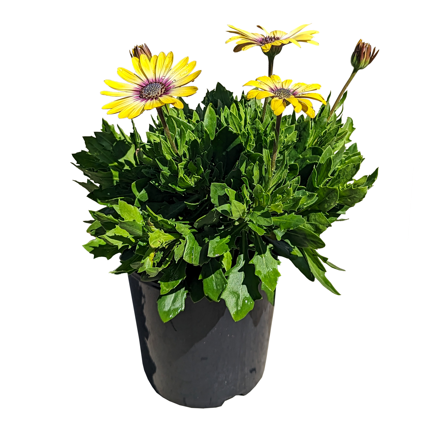 purple/yellow ombre osteospermum african daisy 