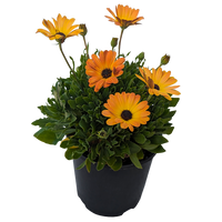 Osteospermum - African Daisy 140mm / Orange