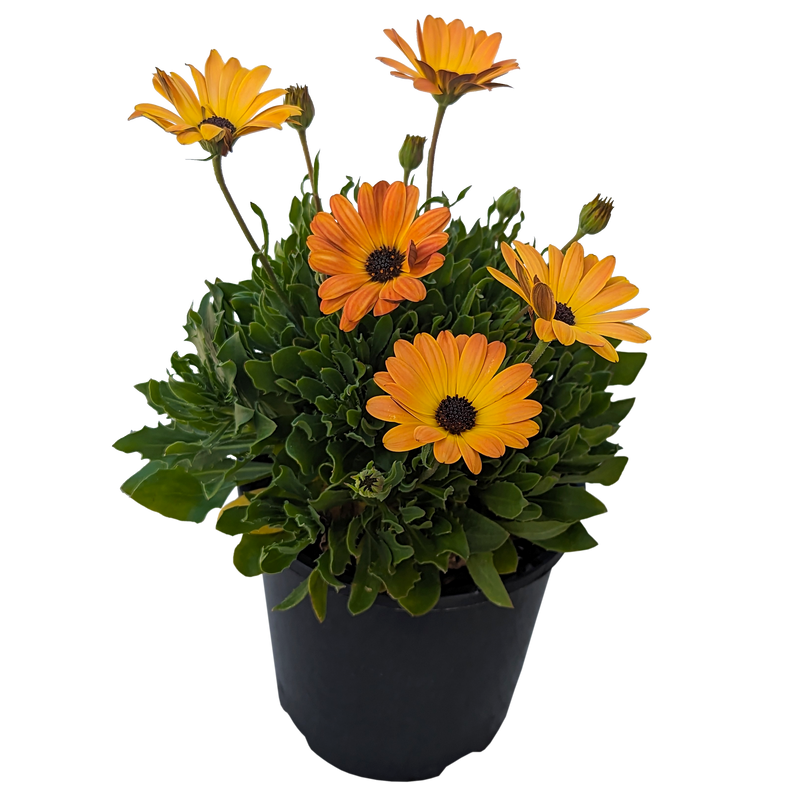 Osteospermum - African Daisy 140mm / Orange